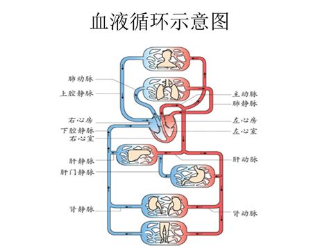 血液循环简图|血液循环的过程是怎样的？